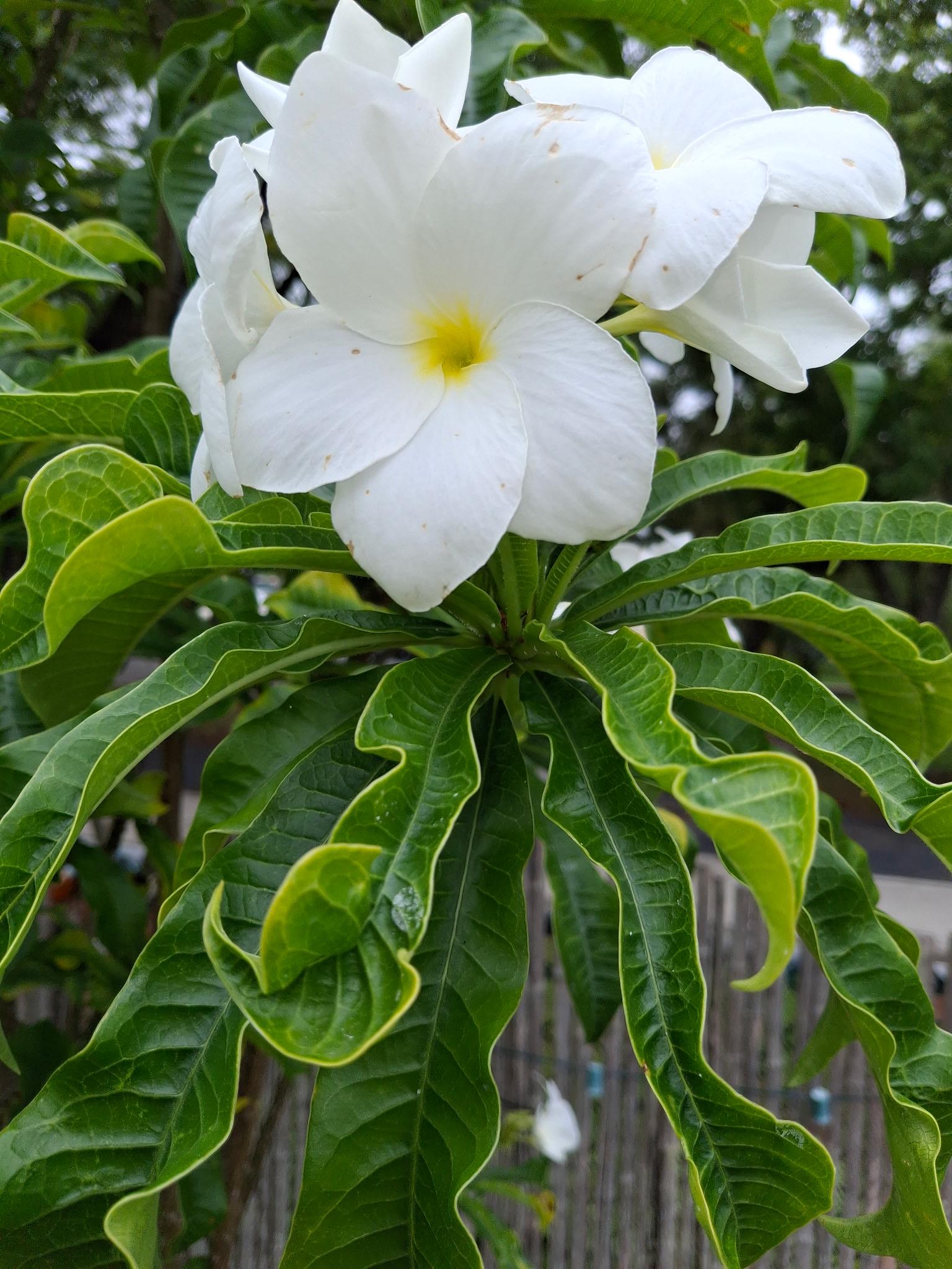Plumeria Pudica Variegata, Snow Bridal Bouquet - White Arrow Leaf