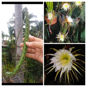 CACTUS - Selenicereus grandiflorus. Vining, Night Bloomer.  Cutting