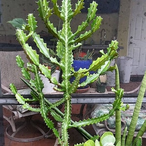 May include: A green cactus plant with spiky stems and leaves. The plant is potted in a brown pot and is growing in a sunny location.