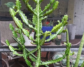 Large Dragon Bones Cactus  plant ROOTED Euphorbia Lactea Candelabra Milk stripe.