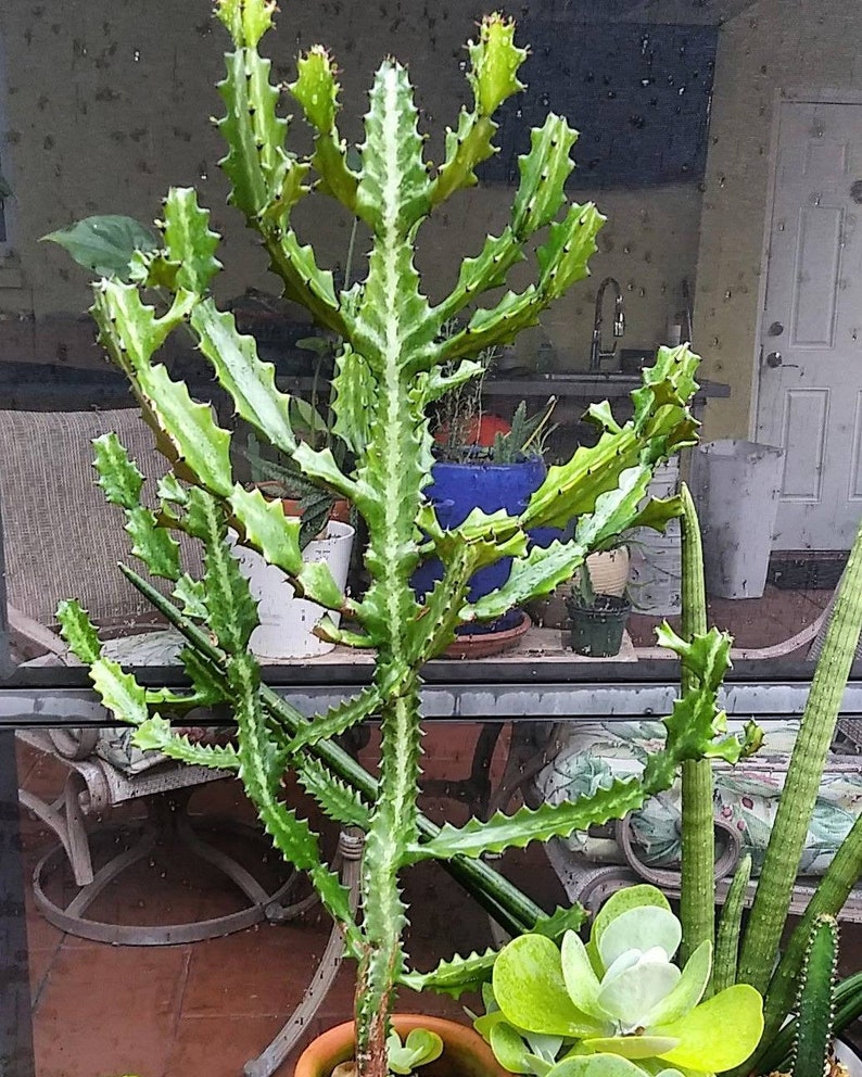 Dragon Bones Cactus 5 plant CUTTING Euphorbia Lactea Etsy