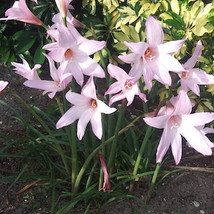 Rain Lily BULBS. Beautiful flowers. Habranthus, zephyranthes.