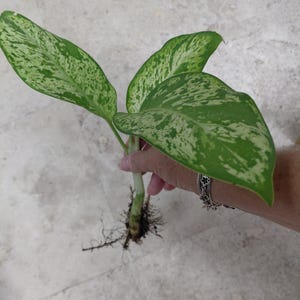 Dieffenbachia seguine - Dumb cane rooted plant