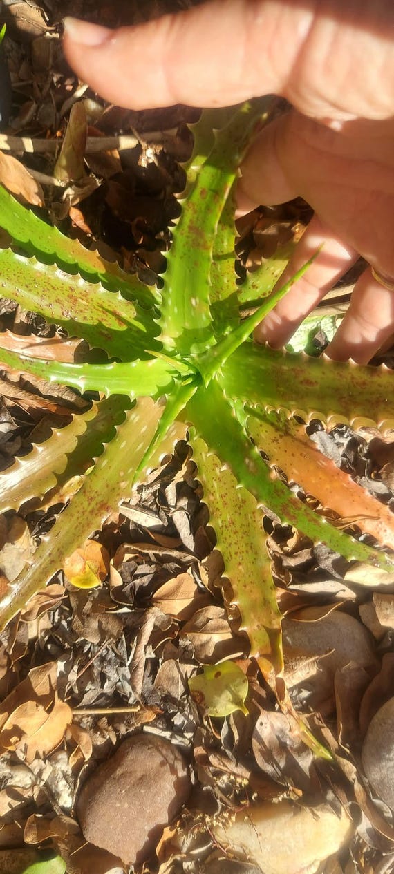 Aloe Vera 'night Sky' Hybrid Succulent - Tiger Tooth Aloe - Rare - Etsy