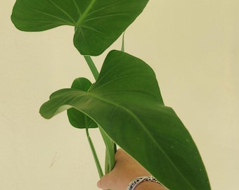 Sagittifolium Pointed Large Leaves - Philodendron Plant - Etsy