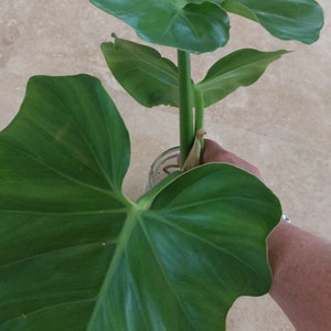 Philodendron Giganteum with ariel roots only. Large leaves