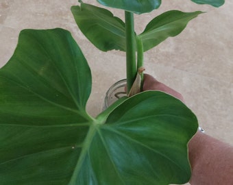 Philodendron Giganteum with ariel roots only. Large leaves