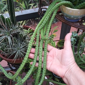 RED DRAGON Huernia Shneideriana succulent stapilia 3 rooted Plants as pic stapelia