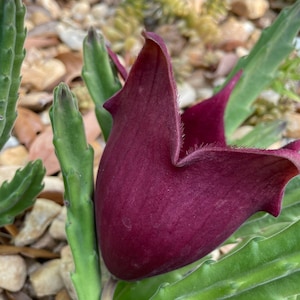 Black Bell Stapelia Leendertziae Succulent LIVE PLANT Blackbell Carrion exotic huernia orbea Stapilia