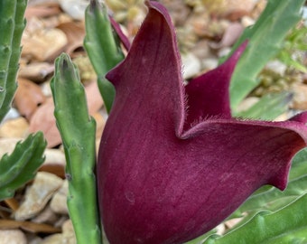 Black Bell Stapelia Leendertziae Succulent LIVE PLANT Blackbell Carrion exotic huernia orbea Stapilia
