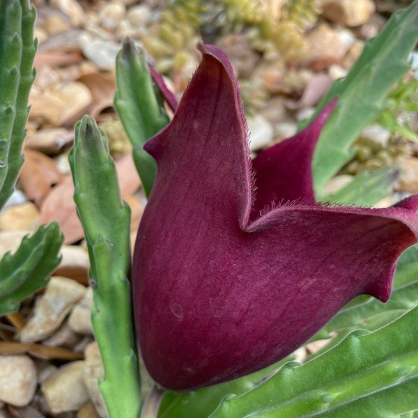 Black Bell Stapilia Teendertziae Succulent live plant