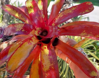 Bromeliad neoregelia Gazpacho live plant exotic tropical exotic