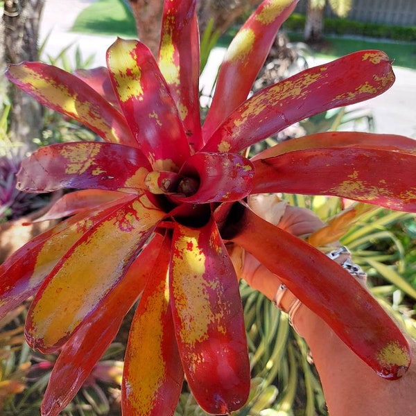 Bromeliad neoregelia Gazpacho live plant exotic tropical exotic