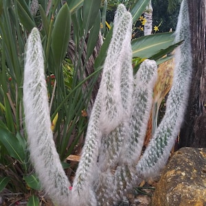 May include: A group of white, fuzzy cactus plants with long, trailing stems growing in a garden setting. The plants are surrounded by green foliage and rocks.