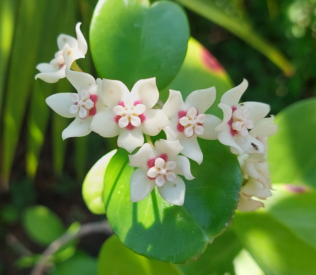 38灯 oldsea Vintage flower white② HOYA Australis Teniupes (rooted Starter Plant) White Wax Flowers