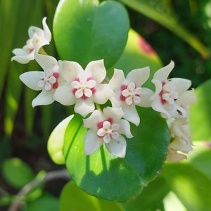 HOYA Australis Teniupes (rooted starter plant) white flower Huge leaves.