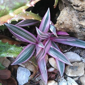 Tri-Color Sitara&#39; Oyster plant / Tradescantia spathacea Pink / Rhoeo spathacea lily Succulent