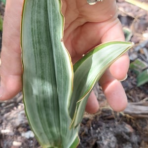 Sansevieria S.Metallica &#39;Siam Silver&#39; Sayuri snake plant - light green