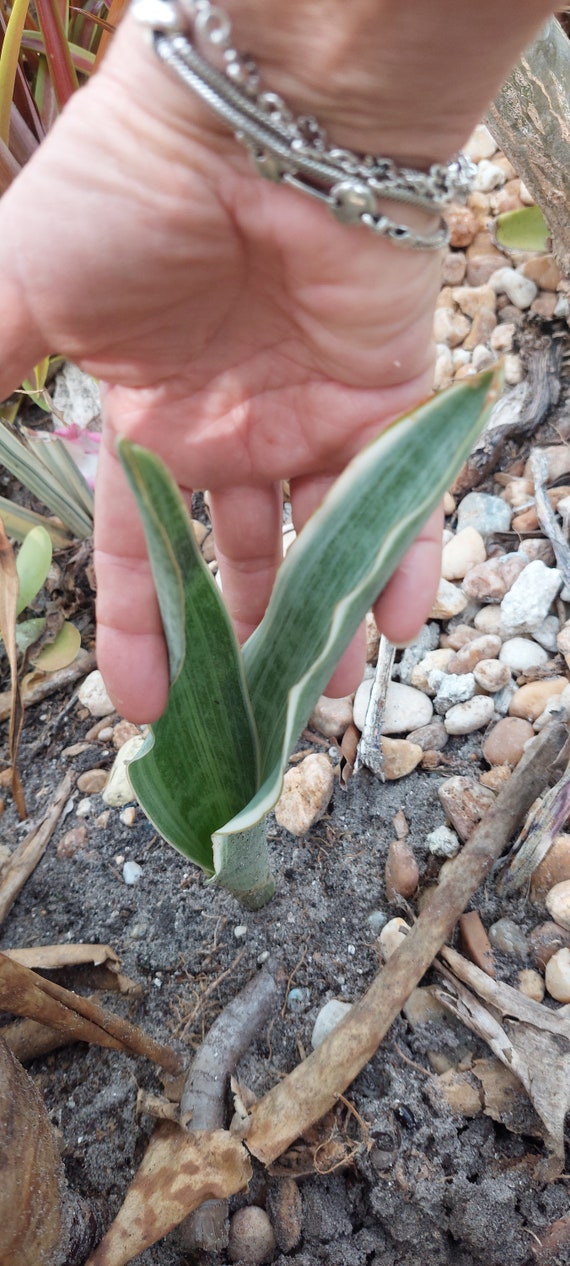 Sansevieria S.metallica 'siam Silver' Sayuri Snake Plant - Light Green -  Etsy