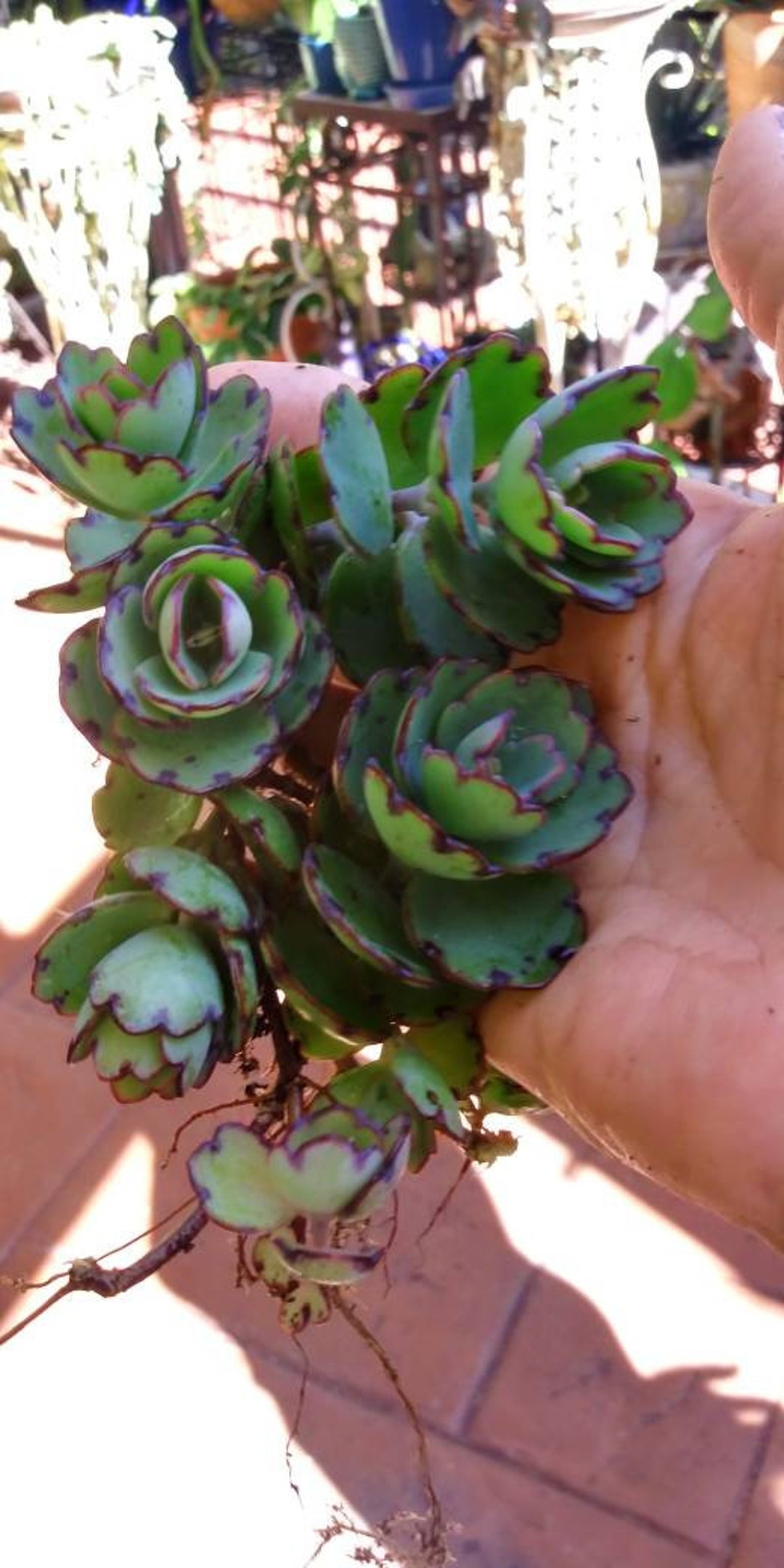 ル 年末のプロモーション / Point Jade / Laxiflora Blue Widow's Milky Kalanchoe - Tip スカート
