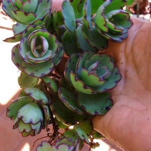 Laxiflora / Jade Point / Blue Tip - Kalanchoe Milky Widow&#39;s Thrill / Succulent cuttings w Ariel roots