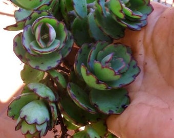 Laxiflora / Jade Point / Blue Tip - Kalanchoe Milky Widow's