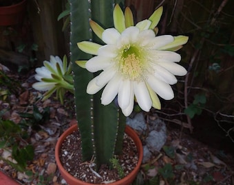 Cactus,  Night Blooming, Cereus CUTTING Peruvian Apple - Jose Bueno - Cereus - peruvianus cactus