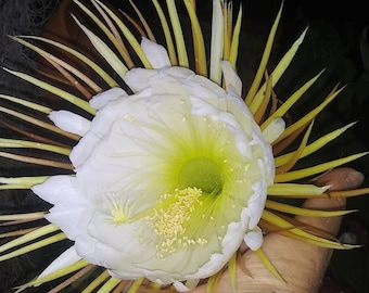 May include: A large, white cactus flower with yellow and green accents. The flower has many thin, spiky petals and is held in a hand.