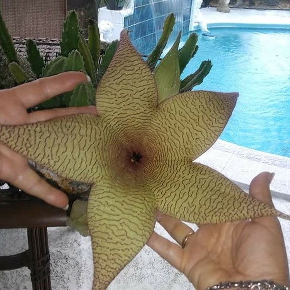 Starfish Succulent Cactus Stapilia Gigantea Plant Zulu Giant Etsy Singapore