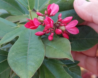 Red Jatropha Integerrima 6" Tree Seedling Plant - Attracts Bees & Butterflies