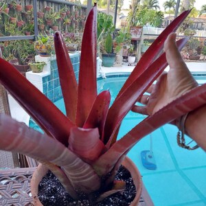 Bromeliad Neoregelia cruenta'Rubra'pup. live exotic plant Loves full sun 12" inches