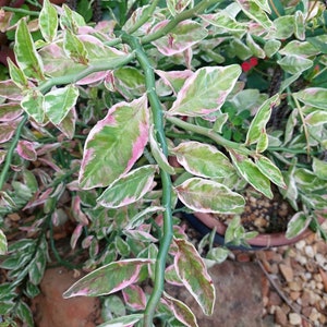 May include: A close-up of a green and white variegated plant with pink edges on the leaves. The plant has a thin, green stem and is growing in a pot.