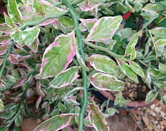 Devil's Backbone, Euphorbia-tithymaloides-variegata (Rooted - pic 2) Sea Shell Plant,zigzag, Jacob's ladder