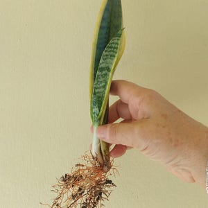 Sansevieria Trifaciata Variegated Snake Plant succulent Mother-in-Law