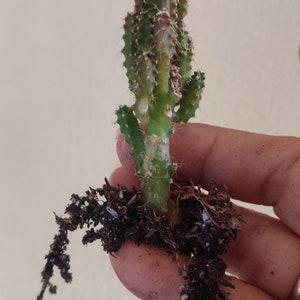 Acanthocereus Tetragonus Fairy Castle Triangle Cactus 2 sizes available. Live Plant image 3