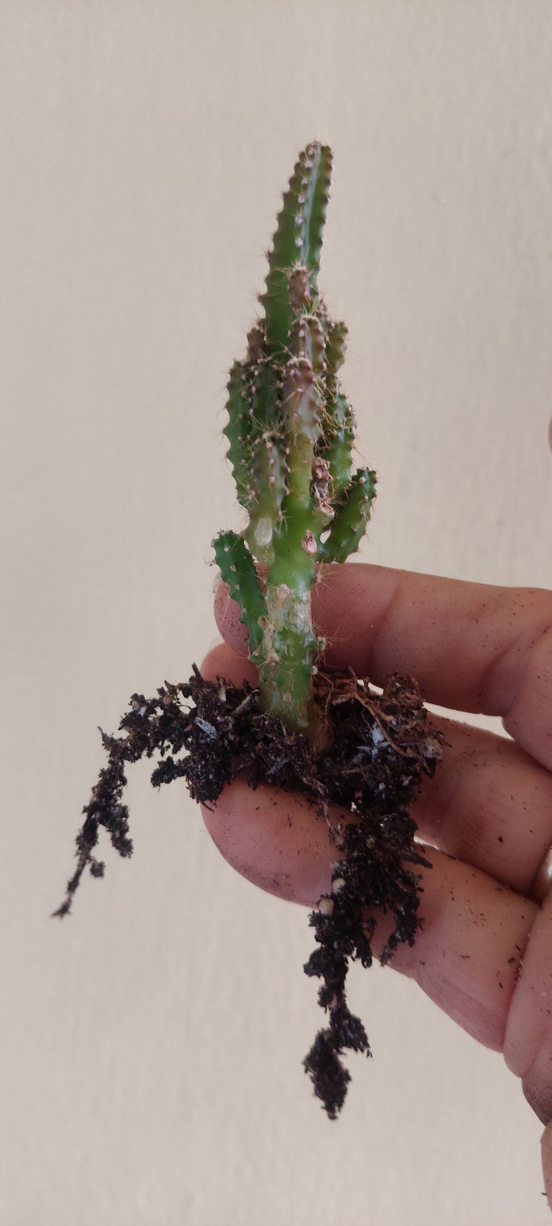 Acanthocereus Tetragonus Fairy Castle Triangle Cactus 2 sizes available. Live Plant image 3