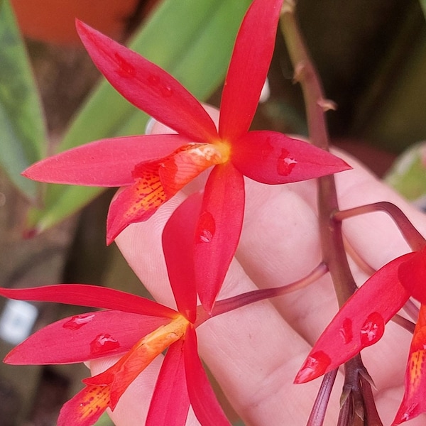 ORCHID Cattlaya Red Sweetheart Flower I bloomed 3/24