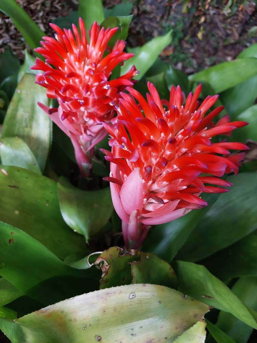 Flaming Torch Bromeliad Air Plant, Billbergia Pyramidalis Exotic Live Plant