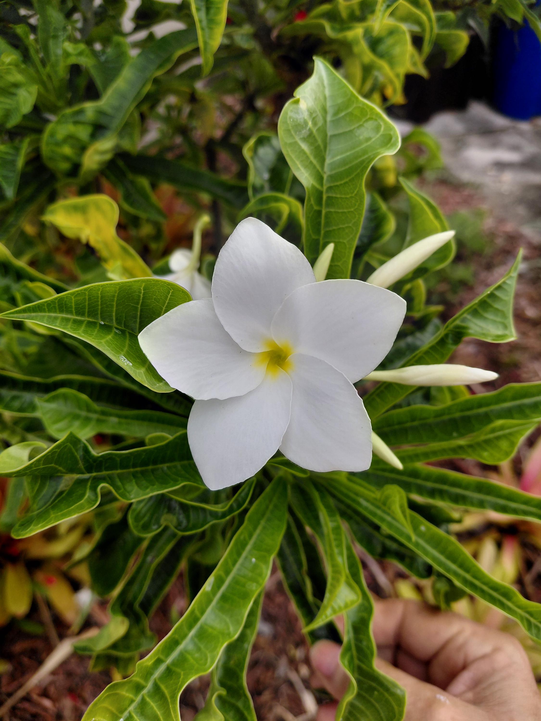 サンプル品❁フリフリスカッツ イエローフラワー×ボア 100size Plumeria Pudica Variegata, Snow Bridal Bouquet - White Arrow Leaf