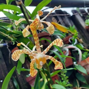 Arachnis flos-aeris Scoppion orchid 15 cutting with arial roots. Vining Vanda See pic 3. image 1