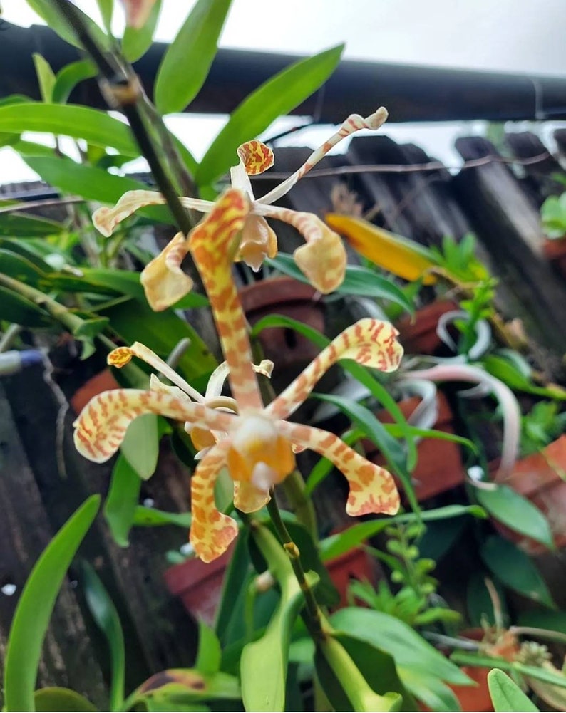 Arachnis flos-aeris Scoppion orchid 15 cutting with arial roots. Vining Vanda See pic 3. image 1