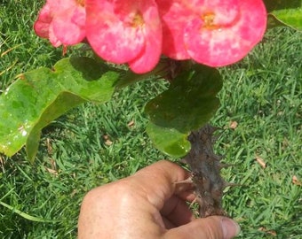 Crown of Thorns EUPHORBIA MILII Corona de Christo (Rooted 12") or  (10" CUTTING)  Pink Large 'Sunset Boulevard Thai Hybrid