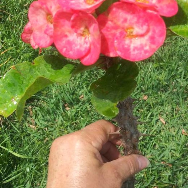 Crown of Thorns EUPHORBIA MILII Corona de Christo (Rooted 12") or  (10" CUTTING)  Pink Large 'Sunset Boulevard Thai Hybrid