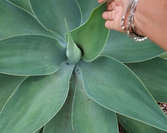 Foxtail Agave Attenuata plant.  (Pic 4) Grows huge - Succulent