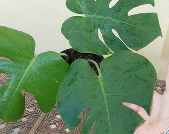 Philodendriun split leaf climbing Large leaf rooted plant