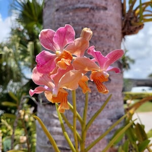 May include: Close-up of a cluster of vibrant orchids with pink and orange petals. The flowers have intricate patterns and are set against a blurred background of a tree trunk and foliage. The stems are a bright green.