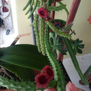 RED DRAGON Huernia Shneideriana succulent stapilia 3 rooted Plants as pic 2.  Stapelia Carrion