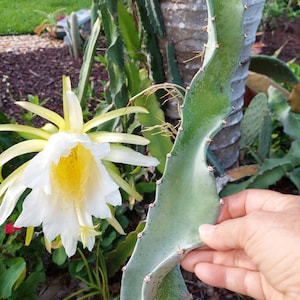 Dragon Fruit Cactus Vine,  Hylocereus undatus,  8&quot; Cutting (pic 1) Dragonfruit
