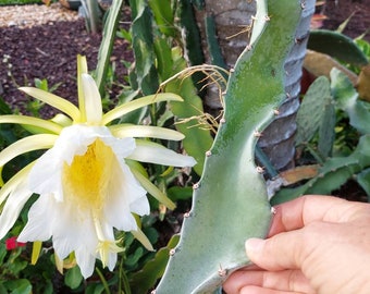 Dragon Fruit Cactus Vine,  Hylocereus undatus,  8" Cutting (pic 1) Dragonfruit