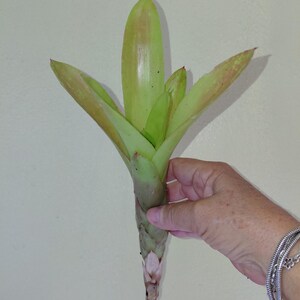 Bromeliad Neoregelia Super Fireball live exotic plant Loves full sun - Pup CUTTING Bild 2